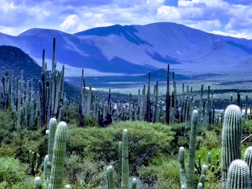 Jardín Botánico Zapotitlan Salinas