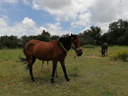 El Jagüey