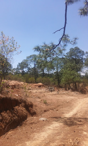 El Carrizal