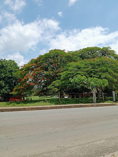 San Ángel Cuauxocota